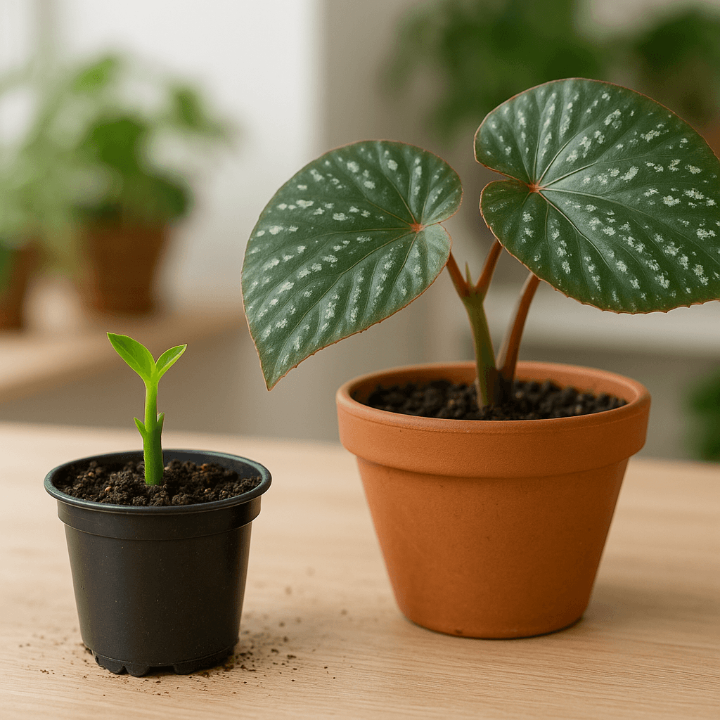 Bouture de begonia nénuphar installée dans un petit pot de substrat
